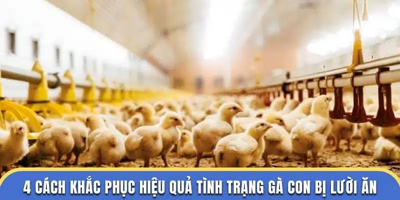 4 cách khắc phục hiệu quả tình trạng gà con bị lười ăn tại đá gà thomo