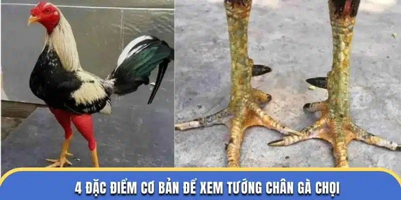 4 đặc điểm cơ bản để xem tướng chân gà chọi theo đá gà thomo