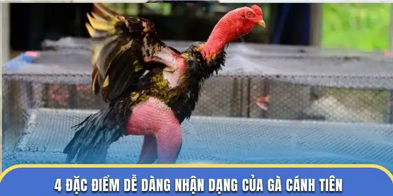 4 đặc điểm dễ dàng nhận dạng của gà cánh tiên ở trường đá gà thomo
