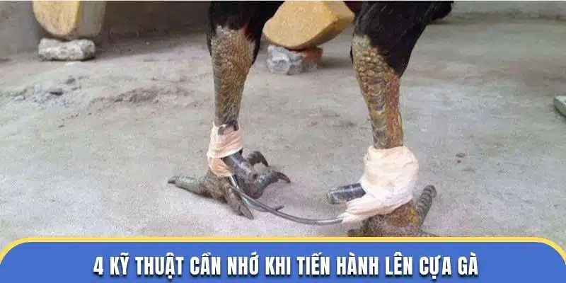 4 kỹ thuật cần nhớ khi tiến hành lên cựa gà