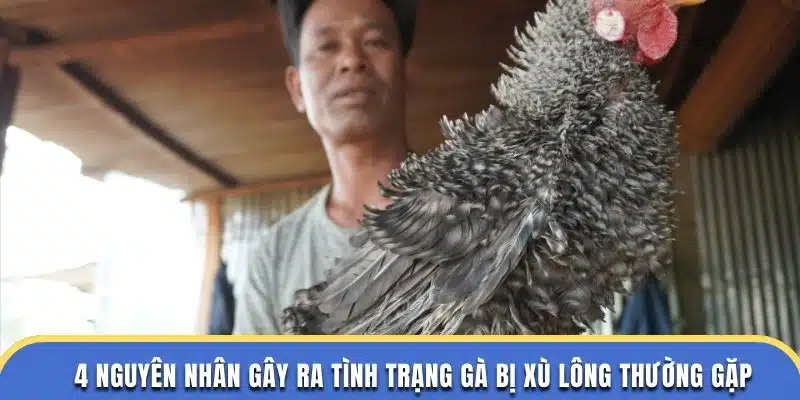 4 nguyên nhân gây ra tình trạng gà bị xù lông thường gặp ở nhà cái dagathomo