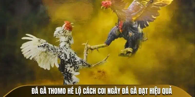 Đá Gà Thomo hé lộ cách coi ngày đá gà đạt hiệu quả 