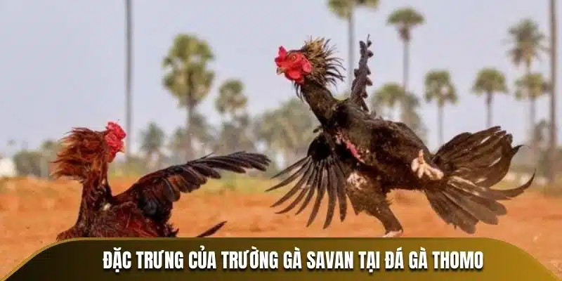 Đặc trưng của trường gà Savan tại Đá gà Thomo