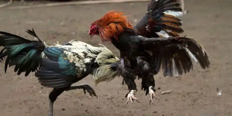 Giới thiệu đôi chút về bộ môn đá gà cựa sắt