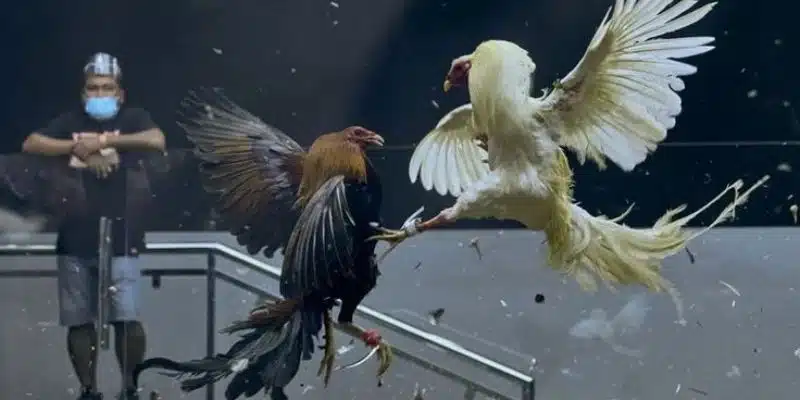 Kỹ thuật hiệu quả khi tham gia bộ môn đá gà Thomo