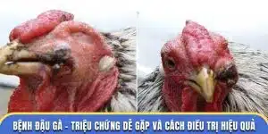 bệnh đậu gà dagathomo