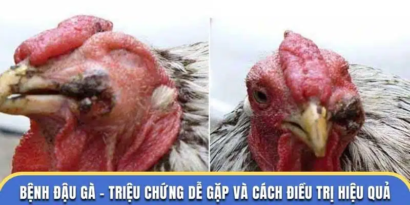 bệnh đậu gà dagathomo