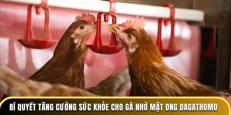 Bí quyết tăng cường sức khỏe cho gà nhờ mật ong tại Dagathomo