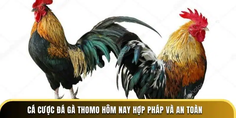 Cá cược đá gà Thomo hôm nay hợp pháp và an toàn 