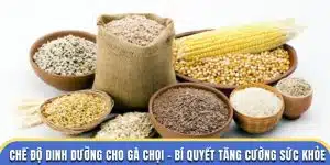 chế độ dinh dưỡng gà chọi đá gà thomo