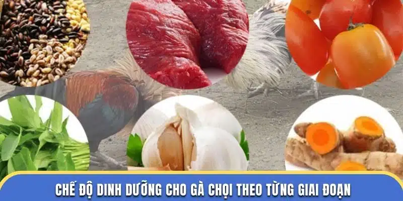 Chế độ dinh dưỡng gà chọi theo từng giai đoạn tại đá gà thomo