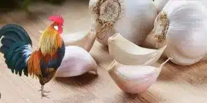 cho gà ăn tỏi biện pháp phòng dịch từ đá gà thomo