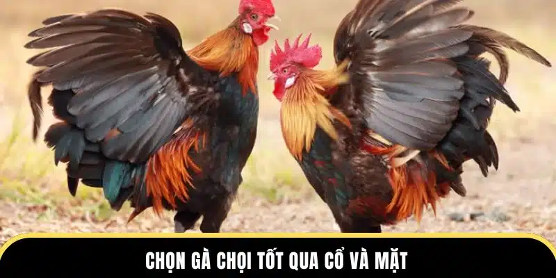 Chọn gà chọi tốt qua cổ và mặt tại đá gà thomo