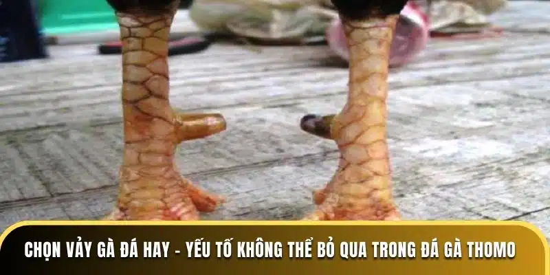 Chọn vảy gà đá hay  - Yếu tố không thể bỏ qua trong Đá Gà Thomo