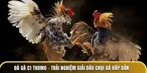 đá gà c1 thomo - trải nghiệm giải đấu chọi gà hấp dẫn