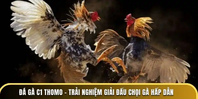 đá gà c1 thomo - trải nghiệm giải đấu chọi gà hấp dẫn