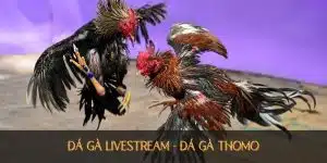đá gà livestream trải nghiệm đỉnh cao tại đá gà thomo
