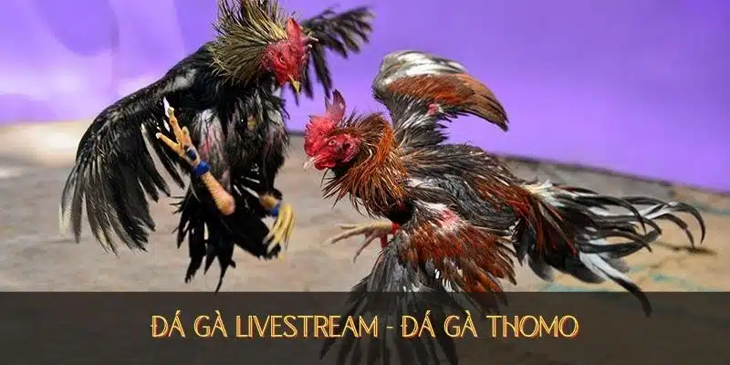 đá gà livestream trải nghiệm đỉnh cao tại đá gà thomo