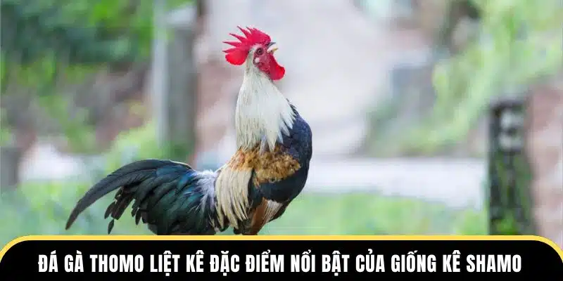 Đá Gà Thomo liệt kê đặc điểm nổi bật của giống kê Shamo