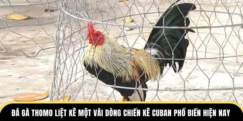 Đá Gà Thomo liệt kê một vài dòng chiến kê Cuban phổ biến hiện nay