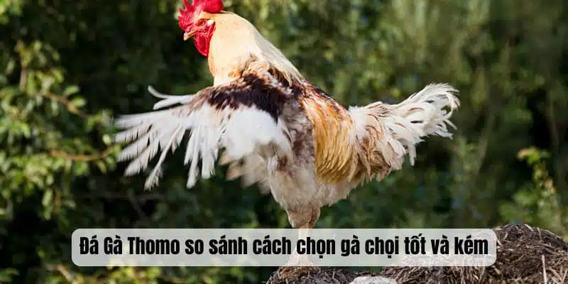 Đá Gà Thomo so sánh cách chọn gà chọi tốt và kém