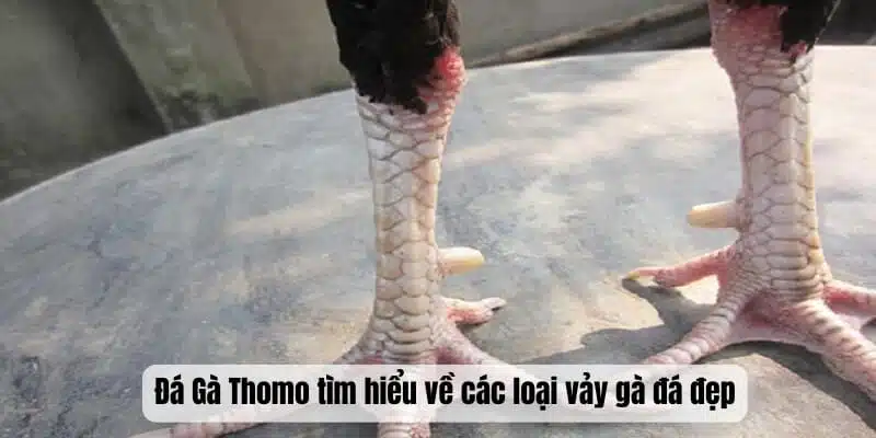 Đá Gà Thomo tìm hiểu về các loại vảy gà đá đẹp