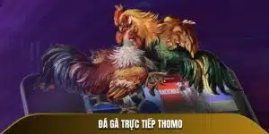 đá gà trực tiếp thomo