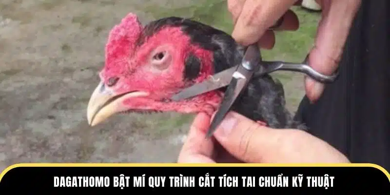 Dagathomo bật mí quy trình cắt tích tai chuẩn kỹ thuật