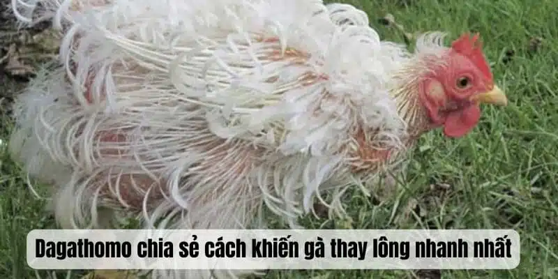 Dagathomo chia sẻ cách khiến gà thay lông nhanh nhất