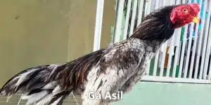 gà asil học đặc điểm cơ bản để nhận biết cùng dagathomo