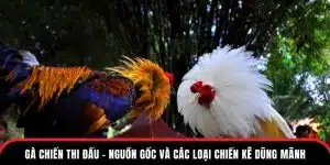 gà chiến thi đấu giống gà dũng mãnh tại đá gà thono