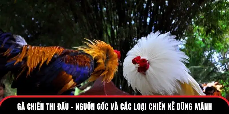 gà chiến thi đấu giống gà dũng mãnh tại đá gà thono