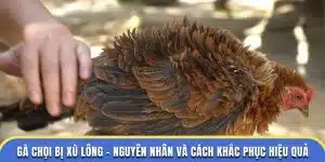 Gà chọi bị xù lông - Đá Gà Thomo