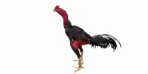 gà chọi bình định khám phá chiến kê cùng đá gà thomo