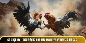 gà chọi mỹ biểu tượng của sức mạnh và kỹ năng đỉnh cao
