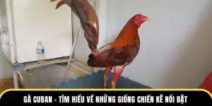 gà cuban tìm hiểu về những giống chiến kê nổi bật