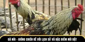 gà nòi giống kê nổi bật tại đá gà thomo