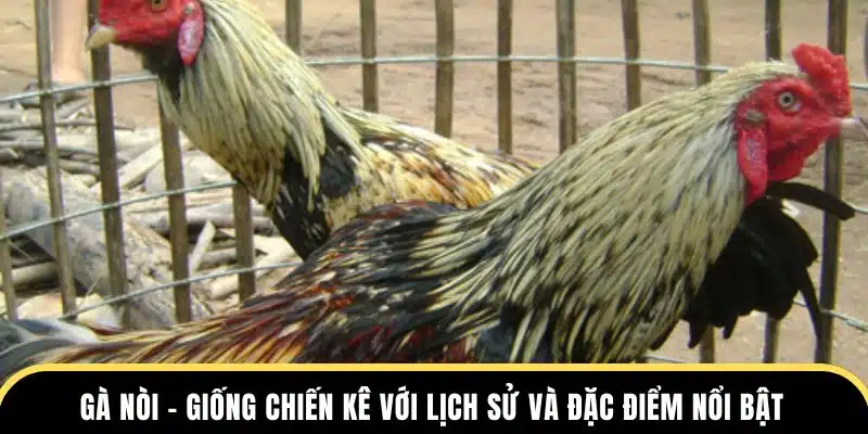 gà nòi giống kê nổi bật tại đá gà thomo