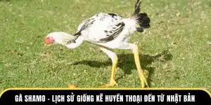 gà shamo lịch sử giống kê huyền thoại đến từ nhật bản