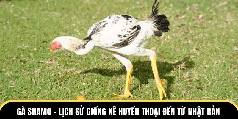 gà shamo lịch sử giống kê huyền thoại đến từ nhật bản