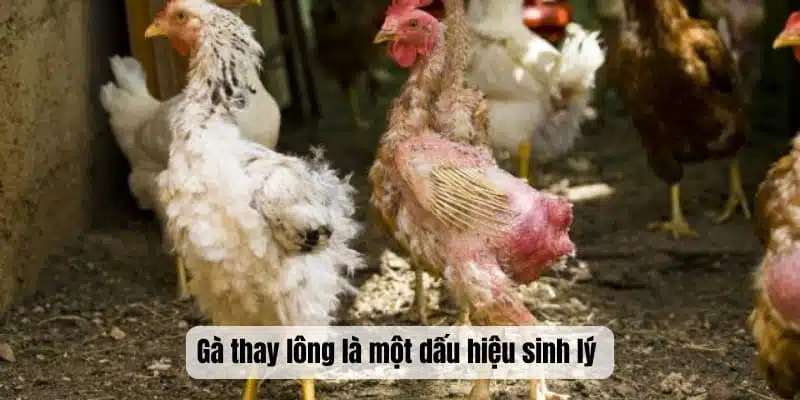 Gà thay lông là một dấu hiệu sinh lý 