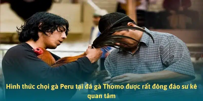 Hình thức chọi gà Peru tại đá gà Thomo được rất đông đảo sư kê quan tâm
