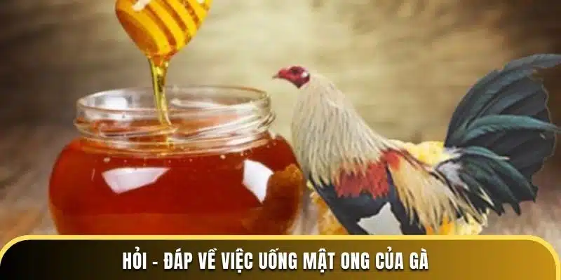 Hỏi - Đáp về việc uống mật ong của gà ở trường đá gà thomo