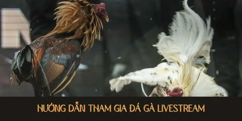 Đá gà thomo hướng dẫn tham gia đá gà livestream