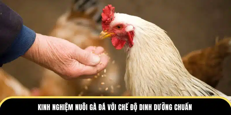 Kinh nghiệm nuôi gà đá với chế độ dinh dưỡng chuẩn tại trường đá gà thomo