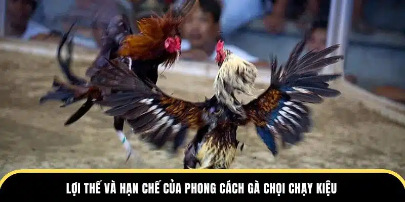 Lợi thế và hạn chế của phong cách gà chạy kiệu tại đá gà thomo