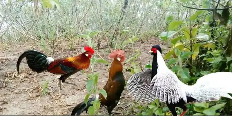 Một số đặc tính quan trọng của giống gà rừng Dagathomo
