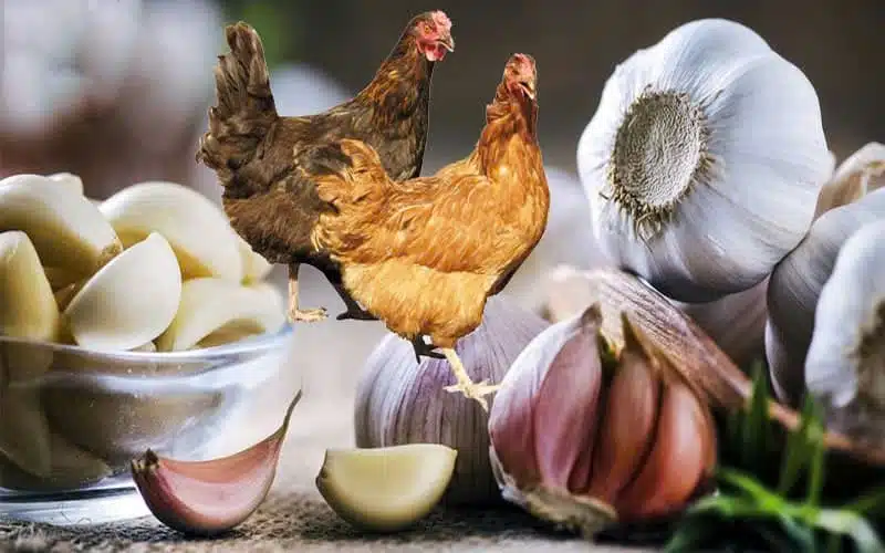 Người nuôi dưỡng cho gà ăn tỏi cần nắm các điểm chú ý được nhà cái Thomo cung cấp