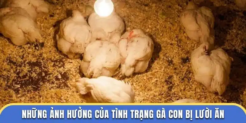 Những ảnh hưởng của tình trạng gà con bị lười ăn tại trường đá gà thomo