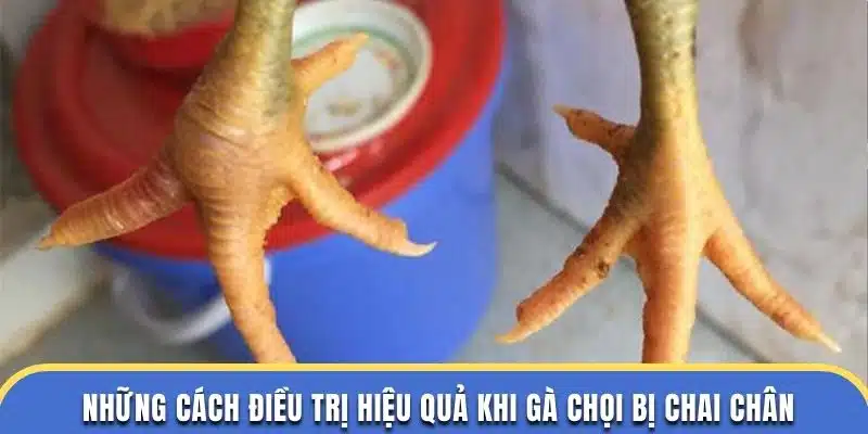 Những cách điều trị hiệu quả khi gà chọi bị chai chân tại dagathomo
